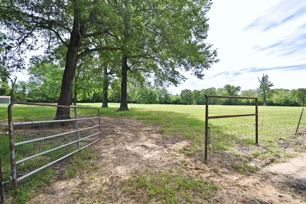 a view of a trees in a yard
