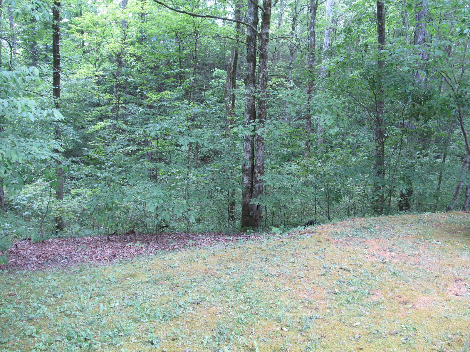 526 Watson Road Sevierville, TN 37862 - Photo 4 of 11 IMG_1338