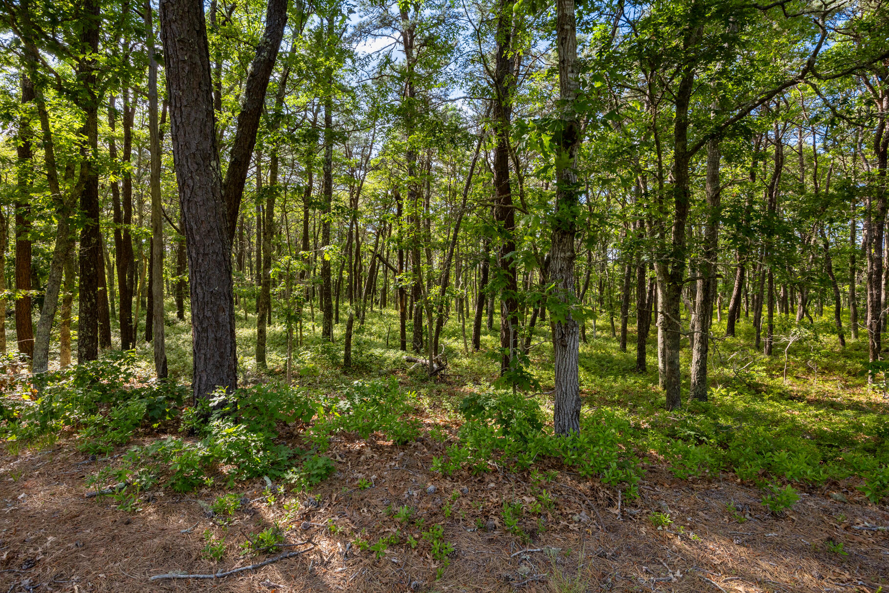 140 Setucket Road Dennis, MA 02660 - Photo 7 of 15 9L4A0774