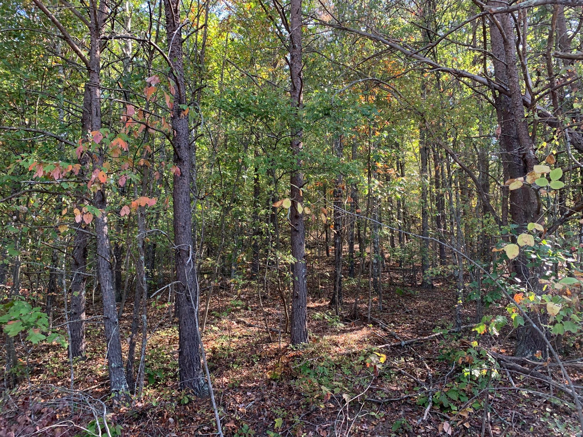 153 Howards Branch Road Hinton, WV 25951 - Photo 4 of 13 Gallery Image 4
