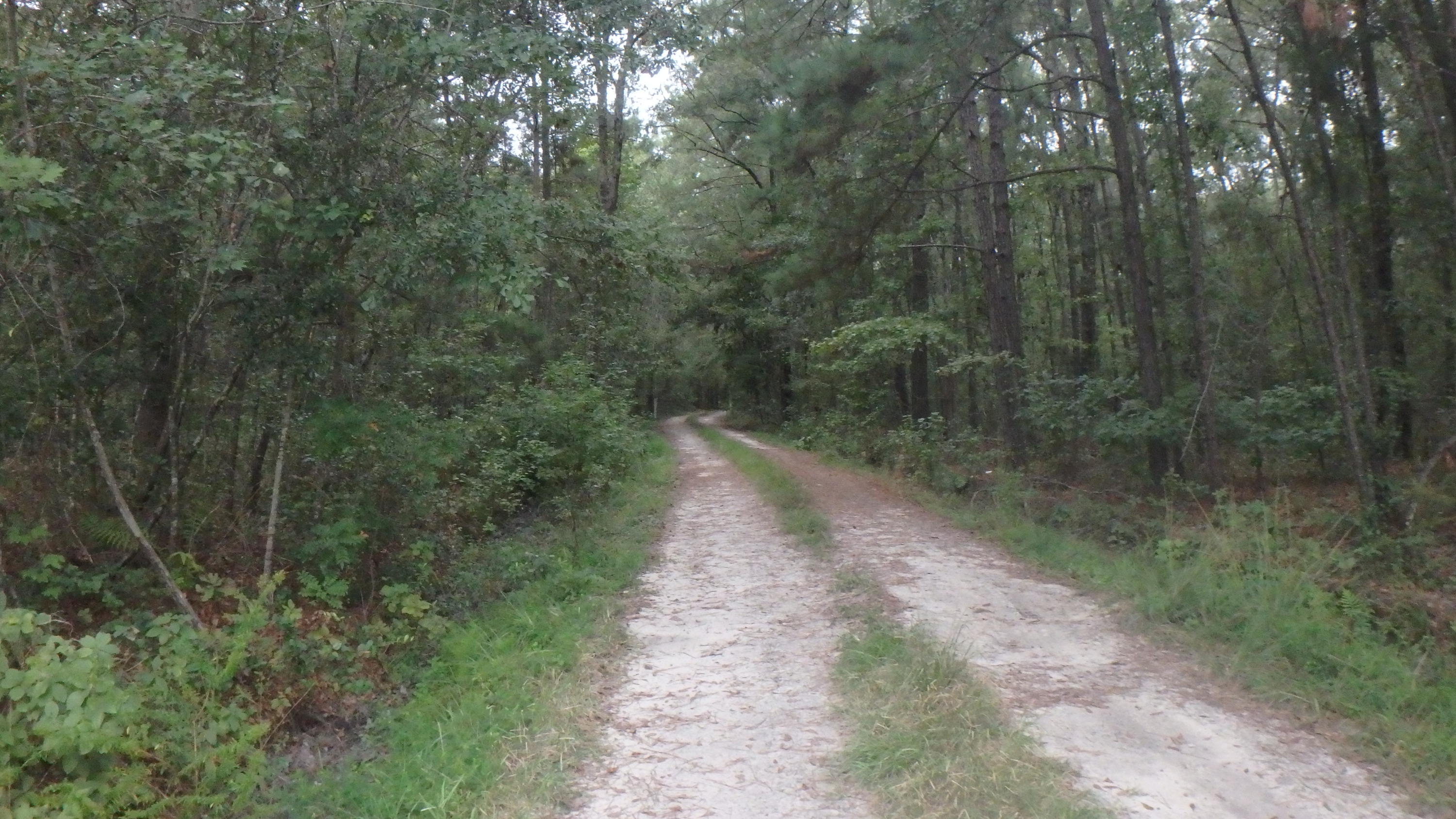 0 Scuffletown Road Ruffin, SC 29475 - Photo 1 of 3 P9150063
