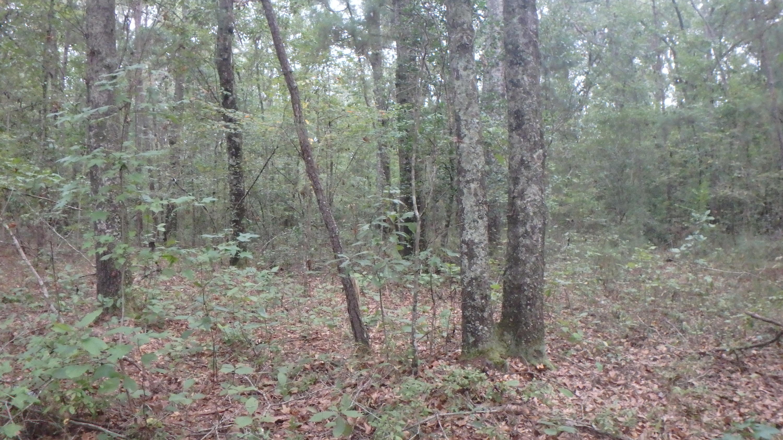 0 Scuffletown Road Ruffin, SC 29475 - Photo 2 of 3 P9150065