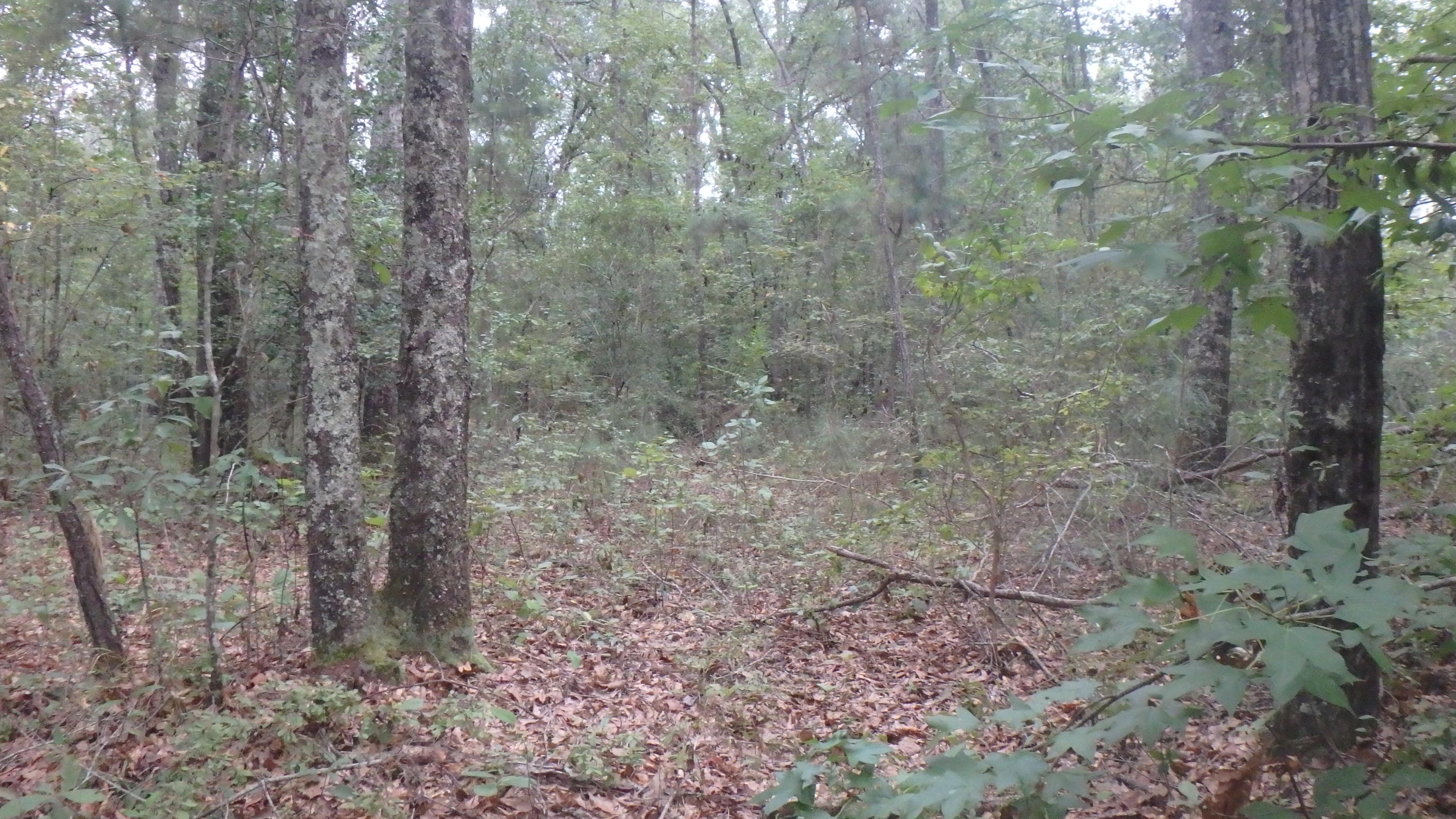 0 Scuffletown Road Ruffin, SC 29475 - Photo 3 of 3 P9150066