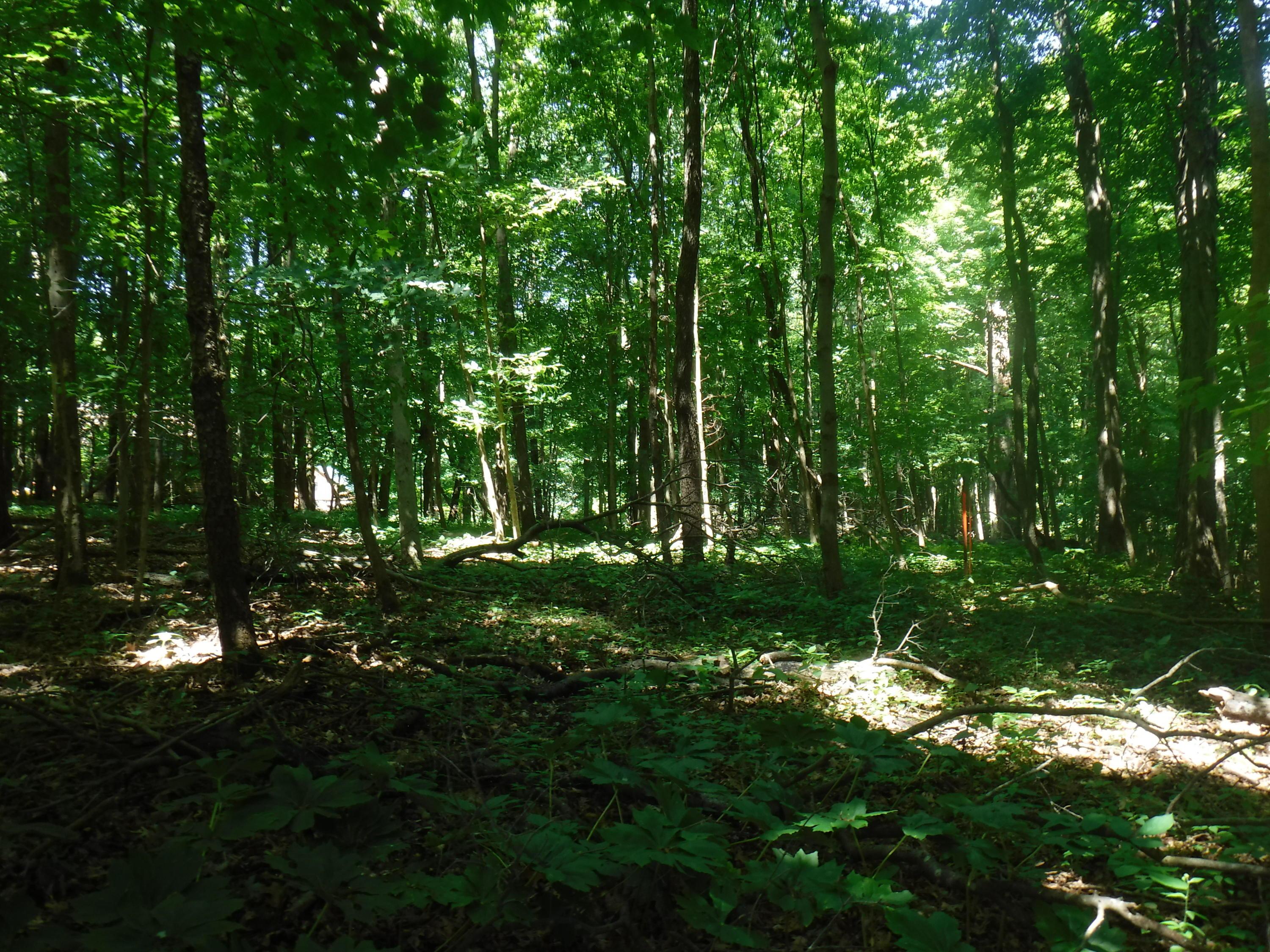 0 Hogback Road, Unit TRACT 1 Sunbury, OH 43074 - Photo 1 of 6 Gallery Image 1
