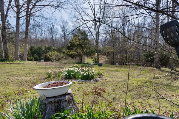 a view of backyard with tree
