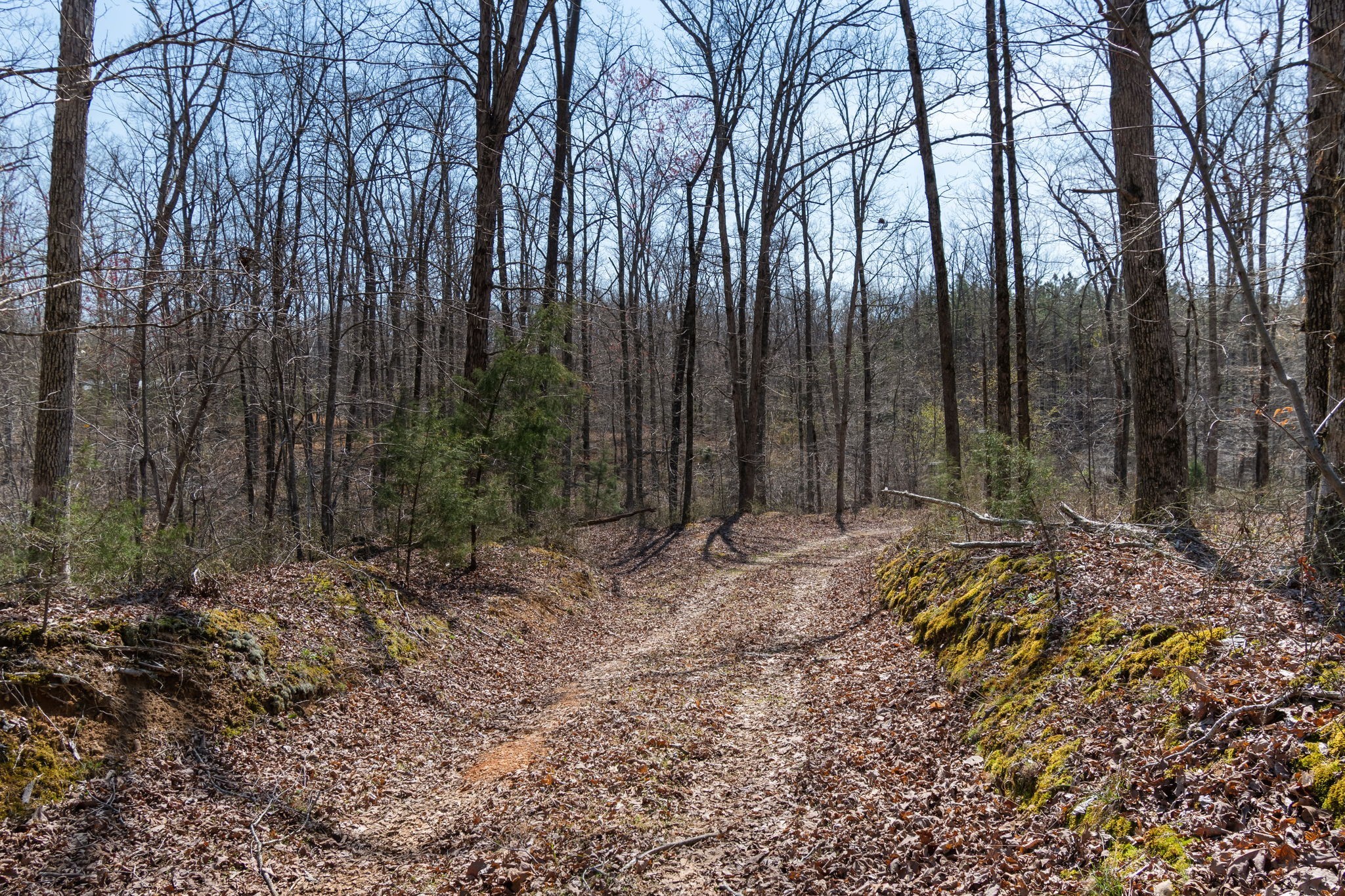1300 New She Boss Road Duck River, TN 38454 - Photo 27 of 56 a view of backyard with tree