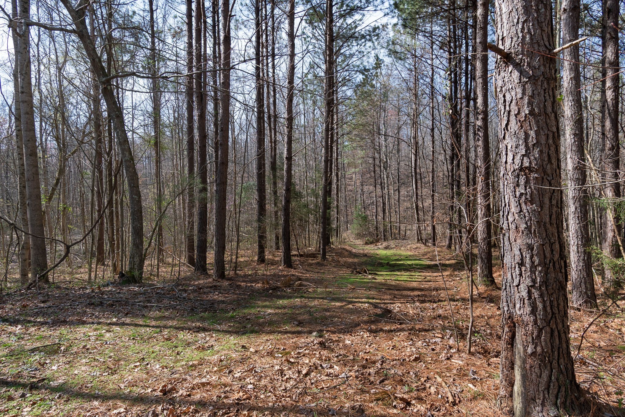 1300 New She Boss Road Duck River, TN 38454 - Photo 31 of 56 a view of a backyard with large trees