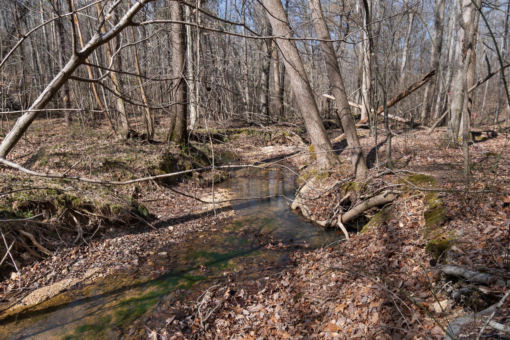 1300 New She Boss Road Duck River, TN 38454 - Photo 32 of 56 a backyard of a house with lots of green space