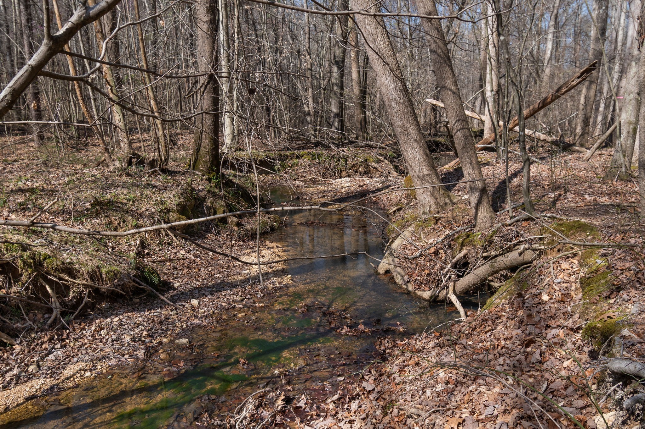 1300 New She Boss Road Duck River, TN 38454 - Photo 33 of 56 a view of a backyard of the house