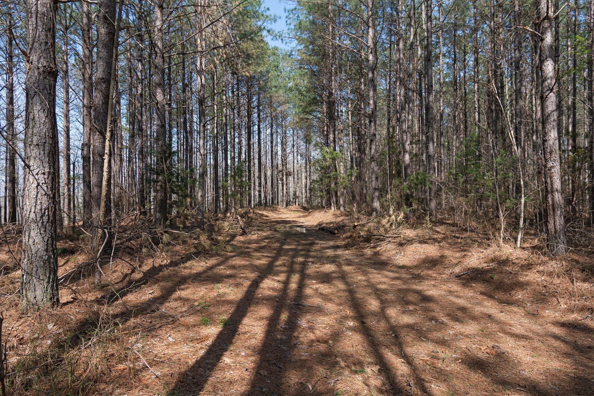 1300 New She Boss Road Duck River, TN 38454 - Photo 35 of 56 a view of outdoor space with trees