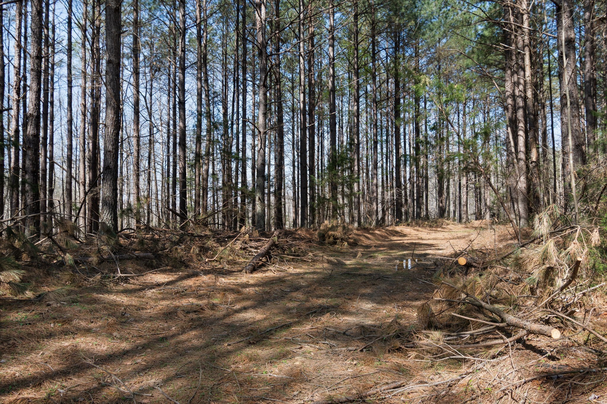 1300 New She Boss Road Duck River, TN 38454 - Photo 36 of 56 a view of tree in front of a house