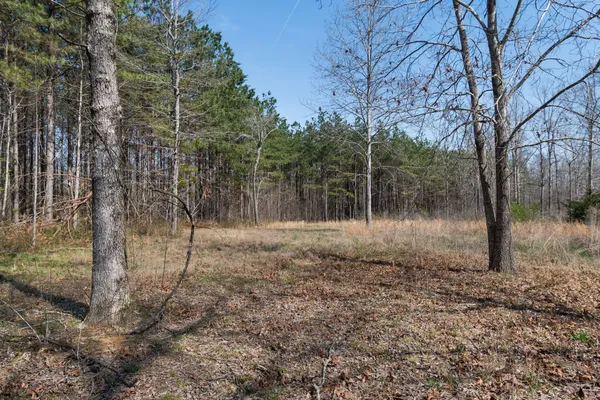 a view of a backyard with trees
