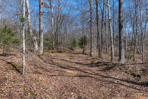 a view of a dry yard with trees