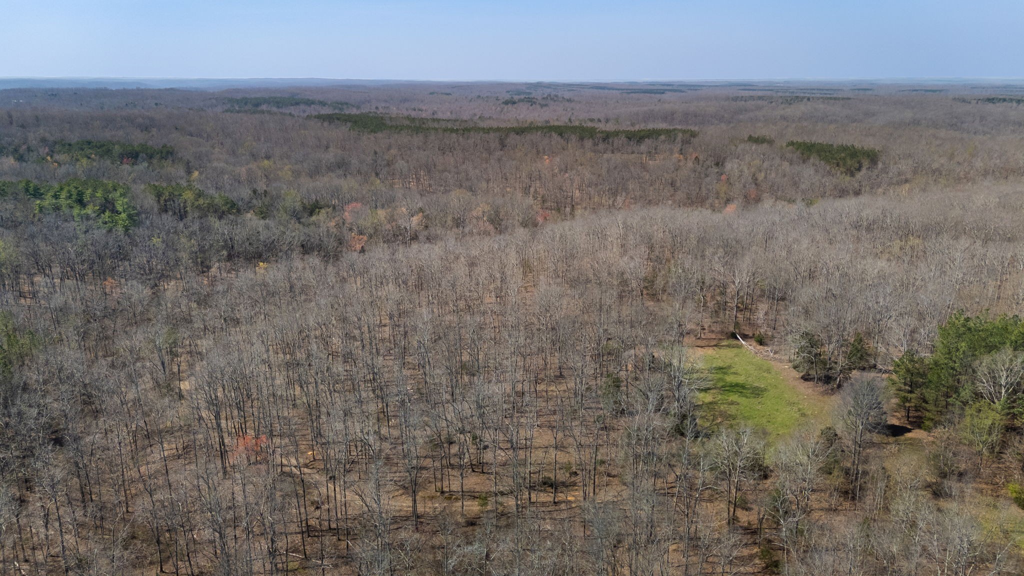 1300 New She Boss Road Duck River, TN 38454 - Photo 45 of 56 a view of a dry yard with trees