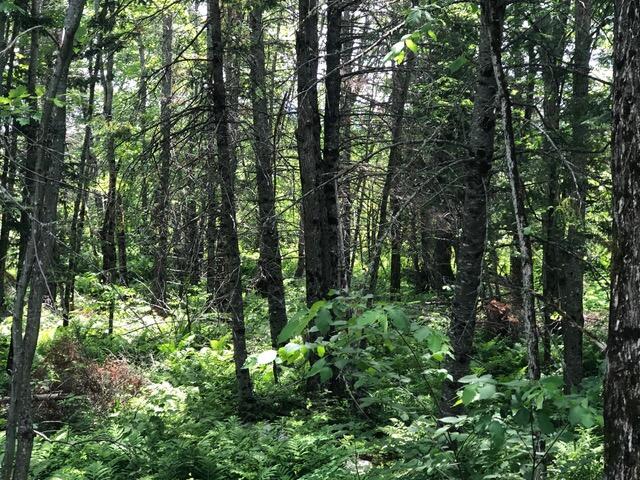 2 Loop Road Greenville, ME 04441 - Photo 9 of 17 IMG_1820 (1)