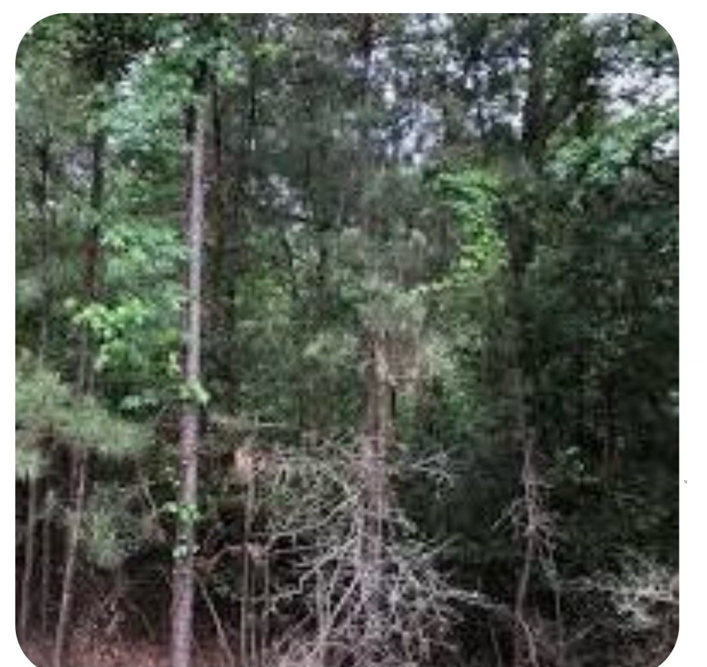 306 Tony Lane Huntsville, TX 77320 - Photo 3 of 3 a view of a forest with trees and bushes