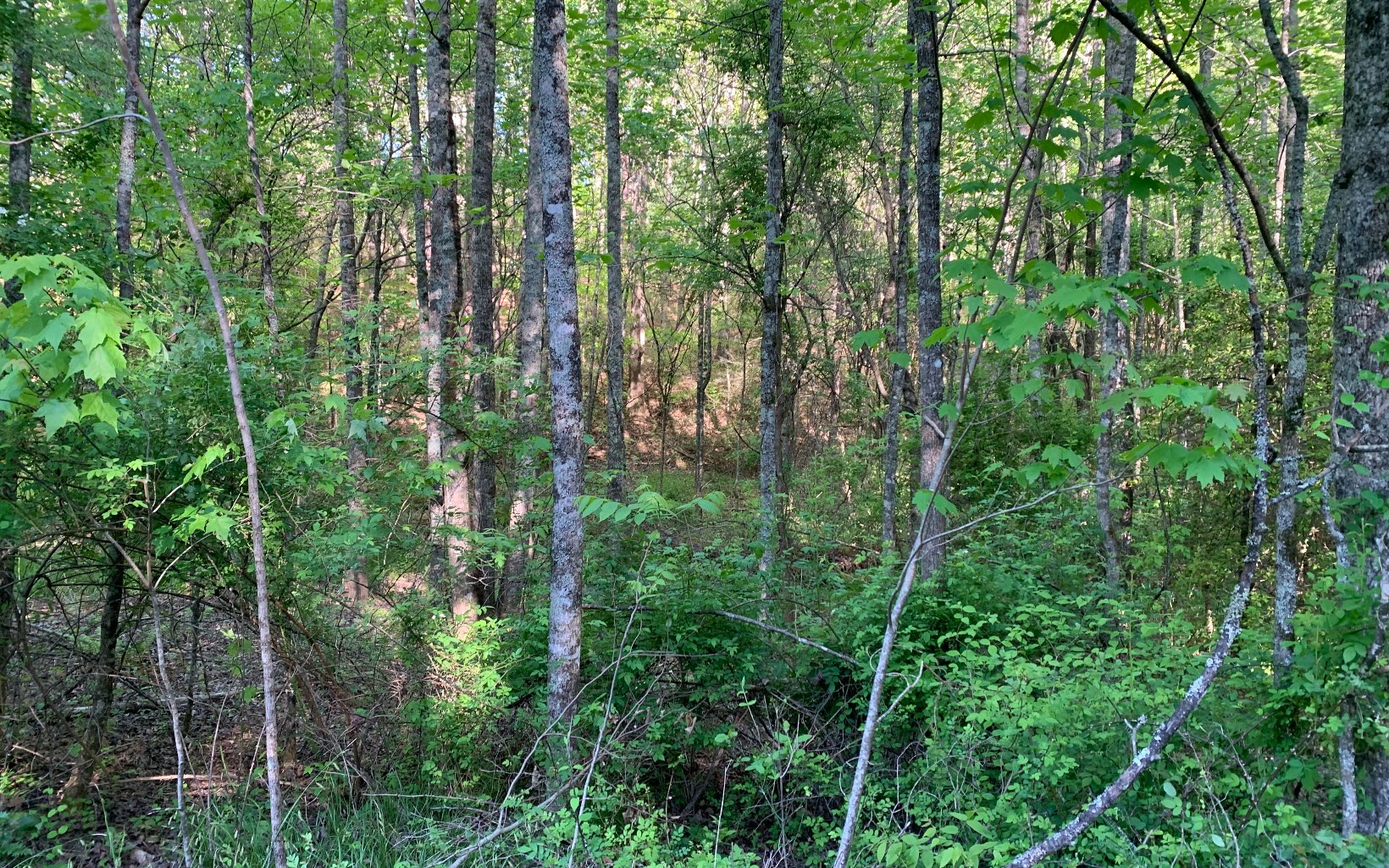 Lot #4 Hunter Vly Road Murphy, NC 28906 - Photo 10 of 14 Additional View