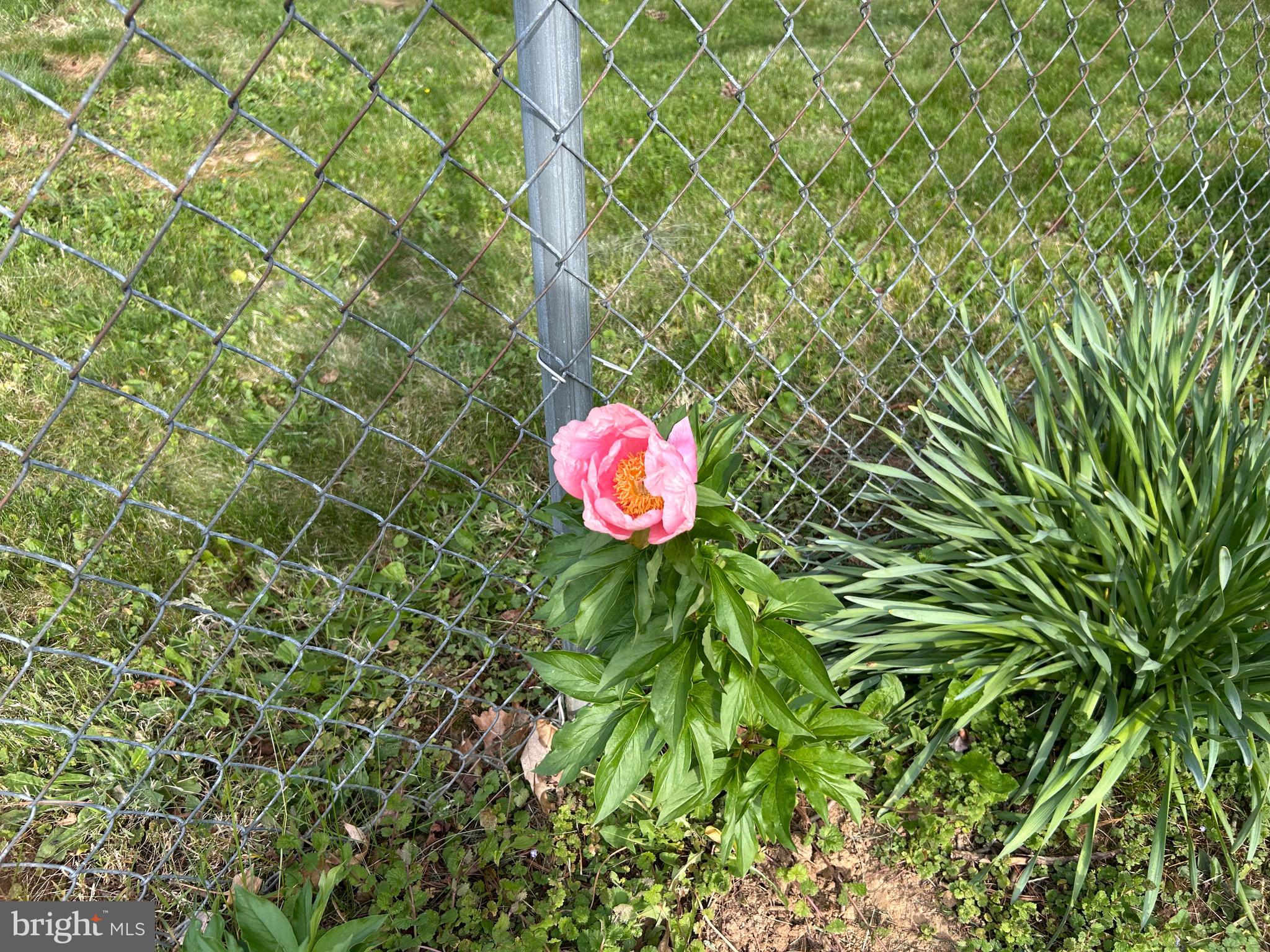 2091 Old Chapel Road Boyce, VA 22620 - Photo 8 of 28 Lots of flowers.