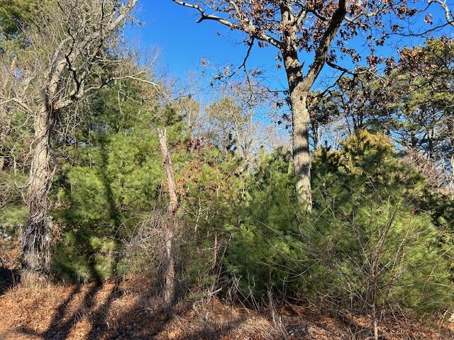 155 Cohasset Road Buzzards Bay, MA 02532 - Photo 3 of 8 a view of a forest with lots of trees