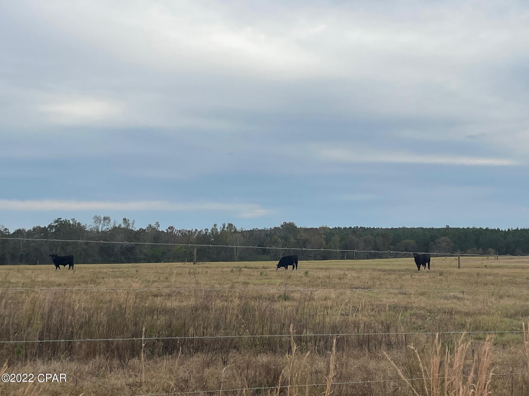 1279 Gavin Road Bonifay, FL 32425 - Photo 3 of 30