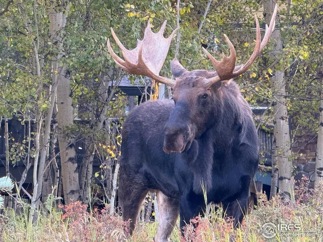 $499,921 | 423 Mountain Meadows Drive, Black Hawk, CO 80422