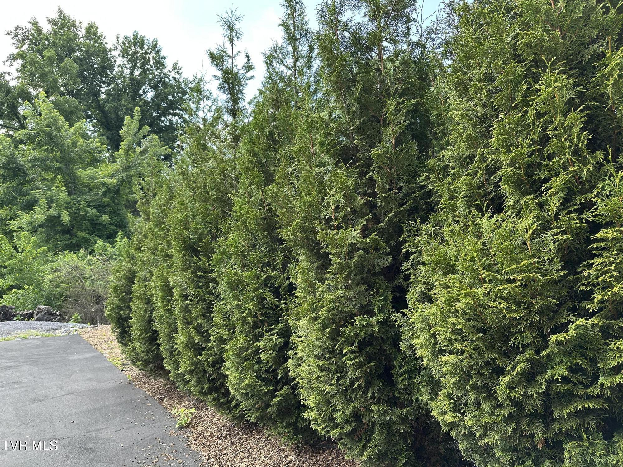 4617 Old Stage Road Kingsport, TN 37664 - Photo 72 of 122 green privacy