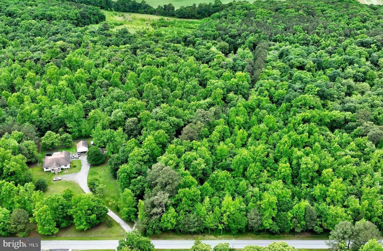 Lot A Dillards Road Seaford, DE 19973 - Photo 6 of 8 a view of a lush green forest with lots of trees