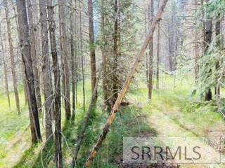 4009 Coyote Road Island Park, ID 83429 - Photo 4 of 6