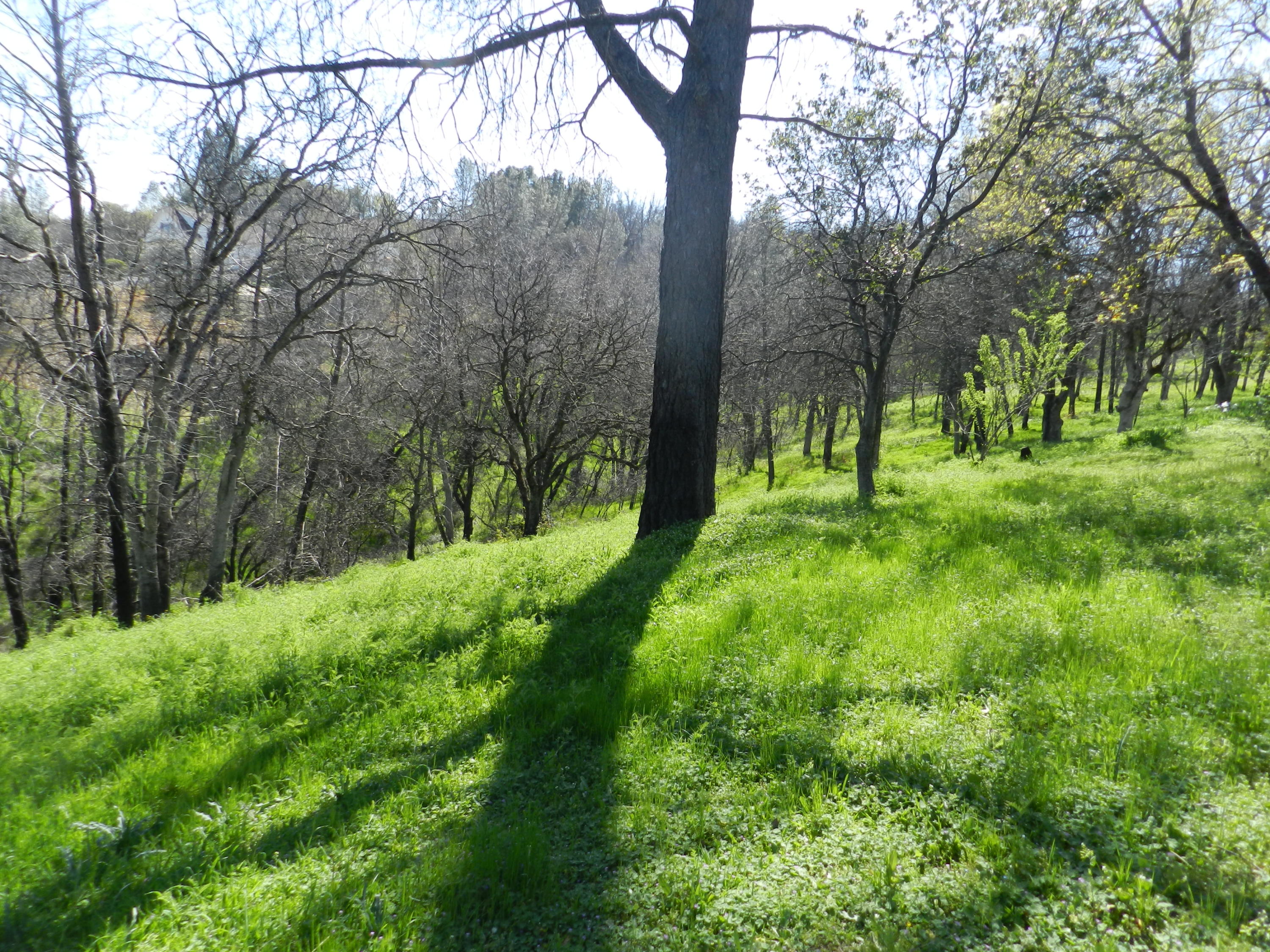8760 Valley View Road Redding, CA 96001 - Photo 25 of 42 a view of yard with green space
