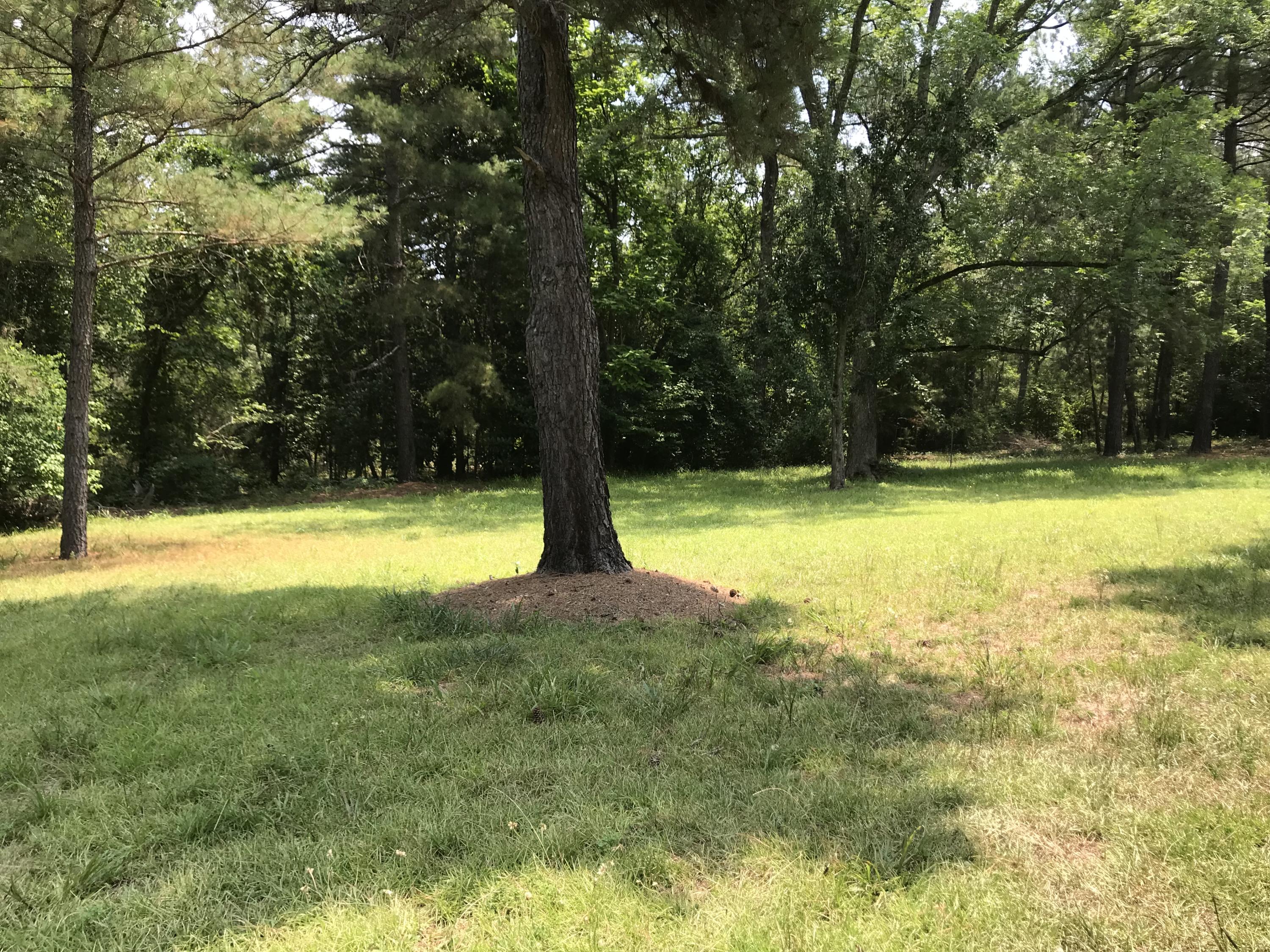 809 South Currant Street Pinebluff, NC 28373 - Photo 5 of 5 809 Currant St