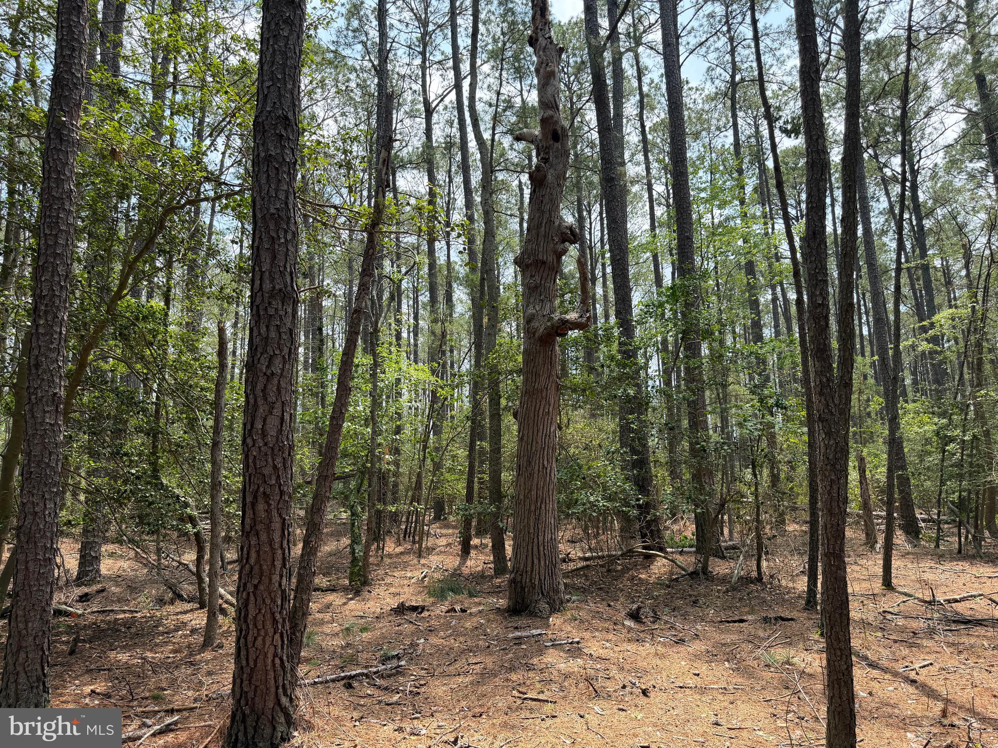 0 Hooper Neck Road Madison, MD 21648 - Photo 101 of 129