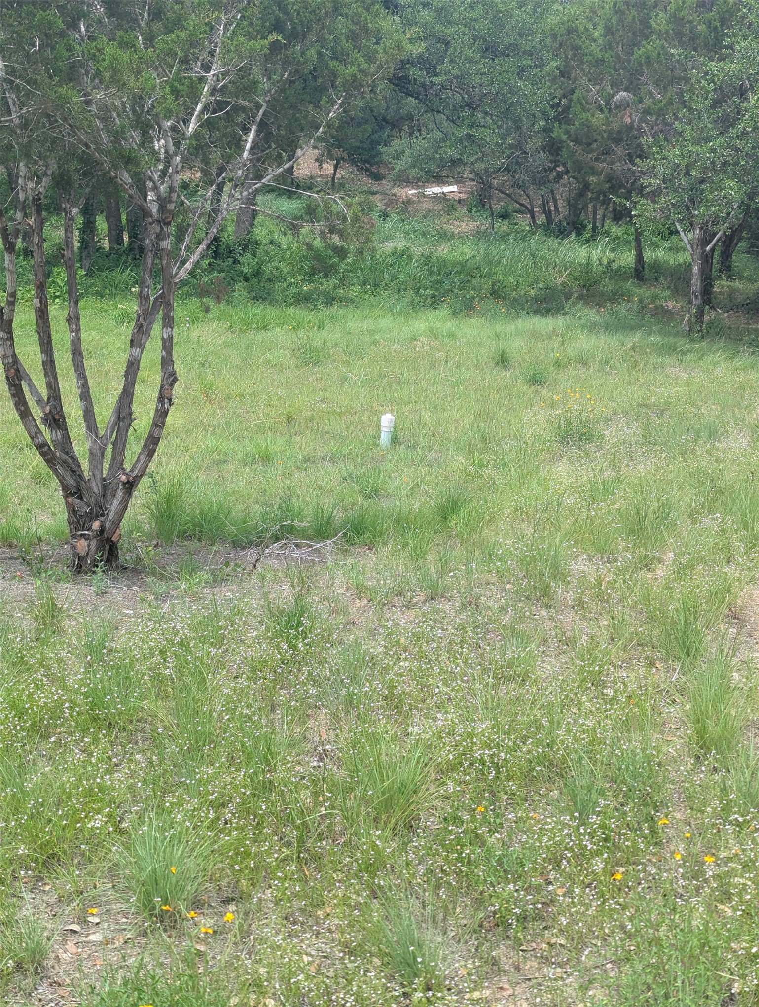 Lot 2 Hamilton Pool Road Bee Cave, TX 78738 - Photo 13 of 14 View of yard