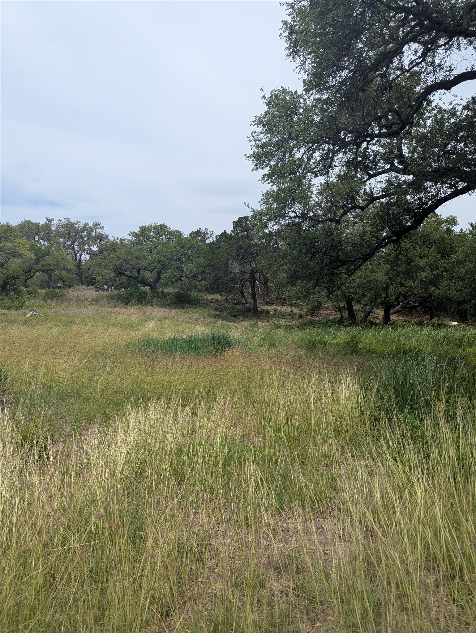 Lot 2 Hamilton Pool Road Bee Cave, TX 78738 - Photo 7 of 14 View of nature