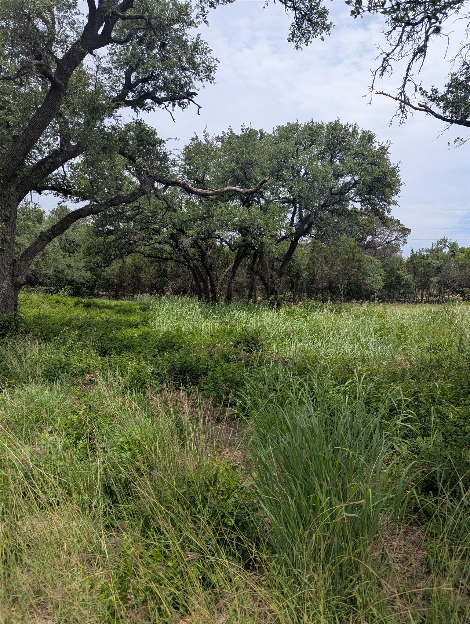 Lot 2 Hamilton Pool Road Bee Cave, TX 78738 - Photo 8 of 14 View of nature