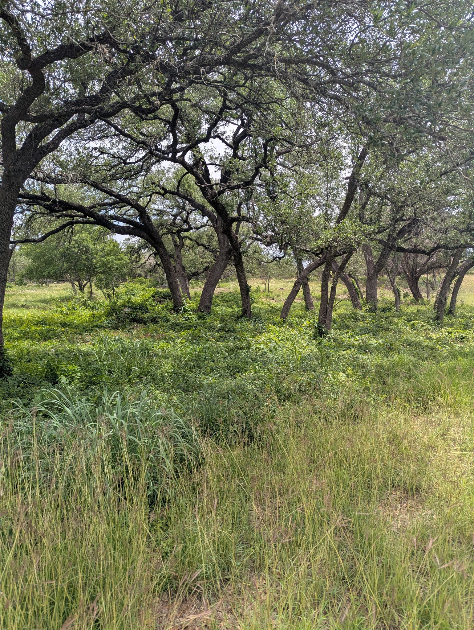 Lot 2 Hamilton Pool Road Bee Cave, TX 78738 - Photo 9 of 14 View of undeveloped land