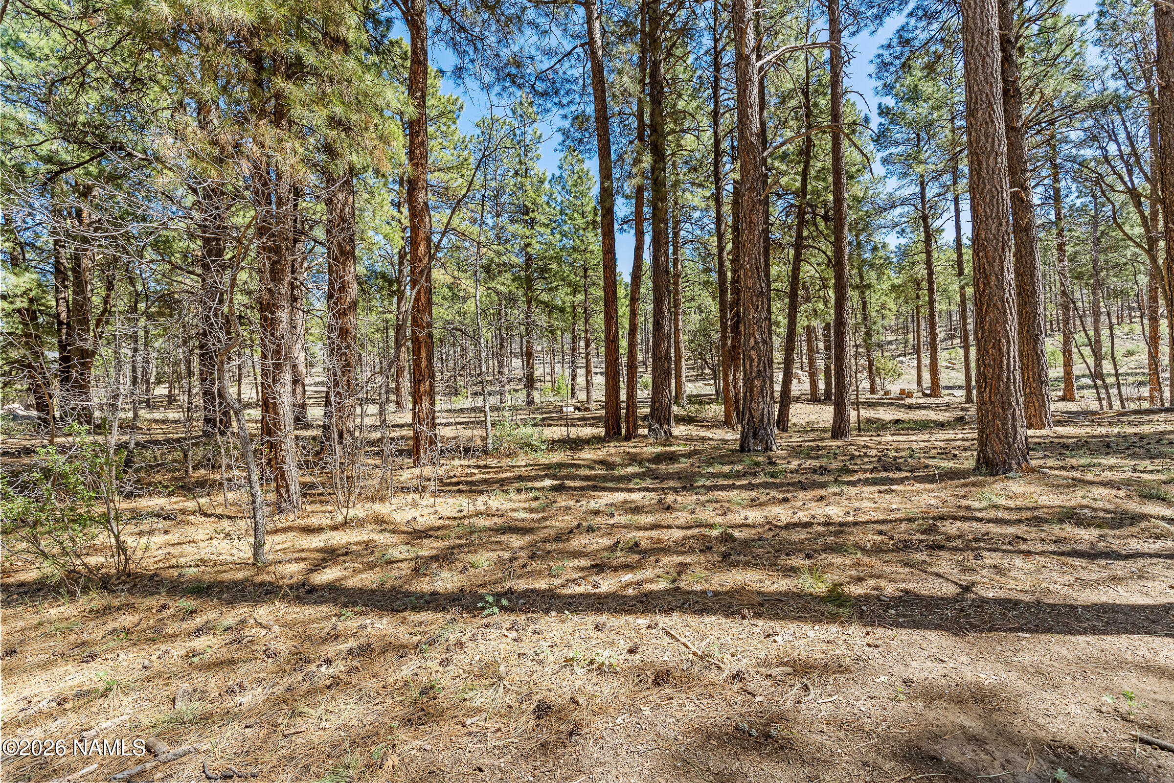 1093 Redwall Way Williams, AZ 86046 - Photo 18 of 70 a view of outdoor space with trees