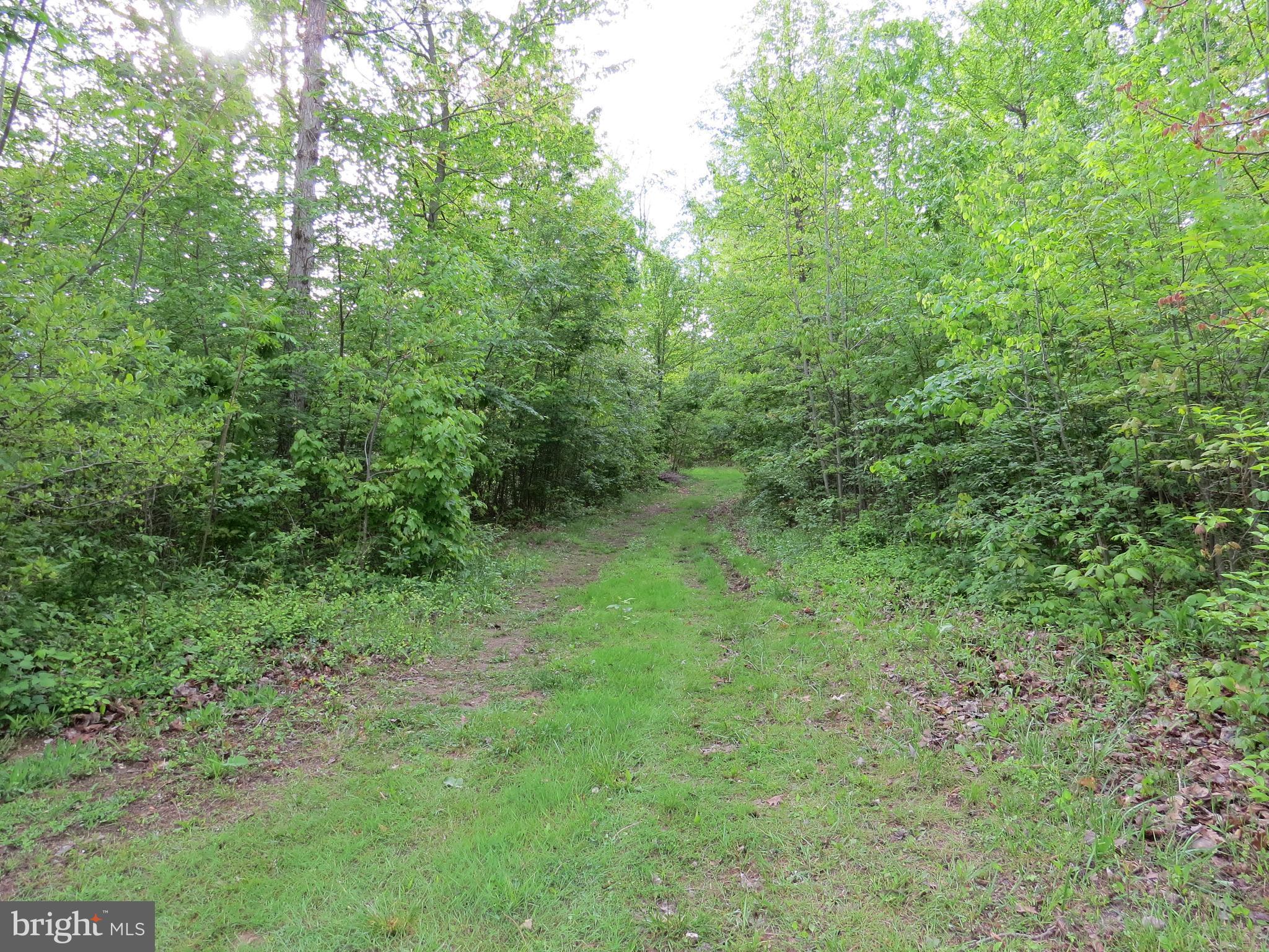 Warehime Road Manchester, MD 21102 - Photo 4 of 8 Entry way to the perc site (summer view)