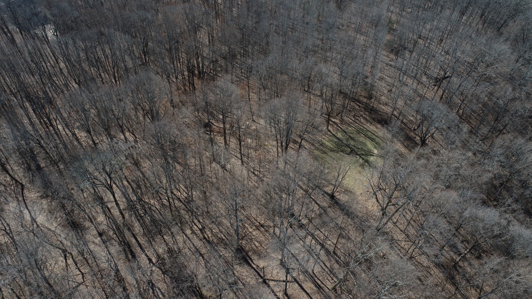 0 Hester Beasley Road Nashville, TN 37221 - Photo 16 of 57 a view of a dry yard