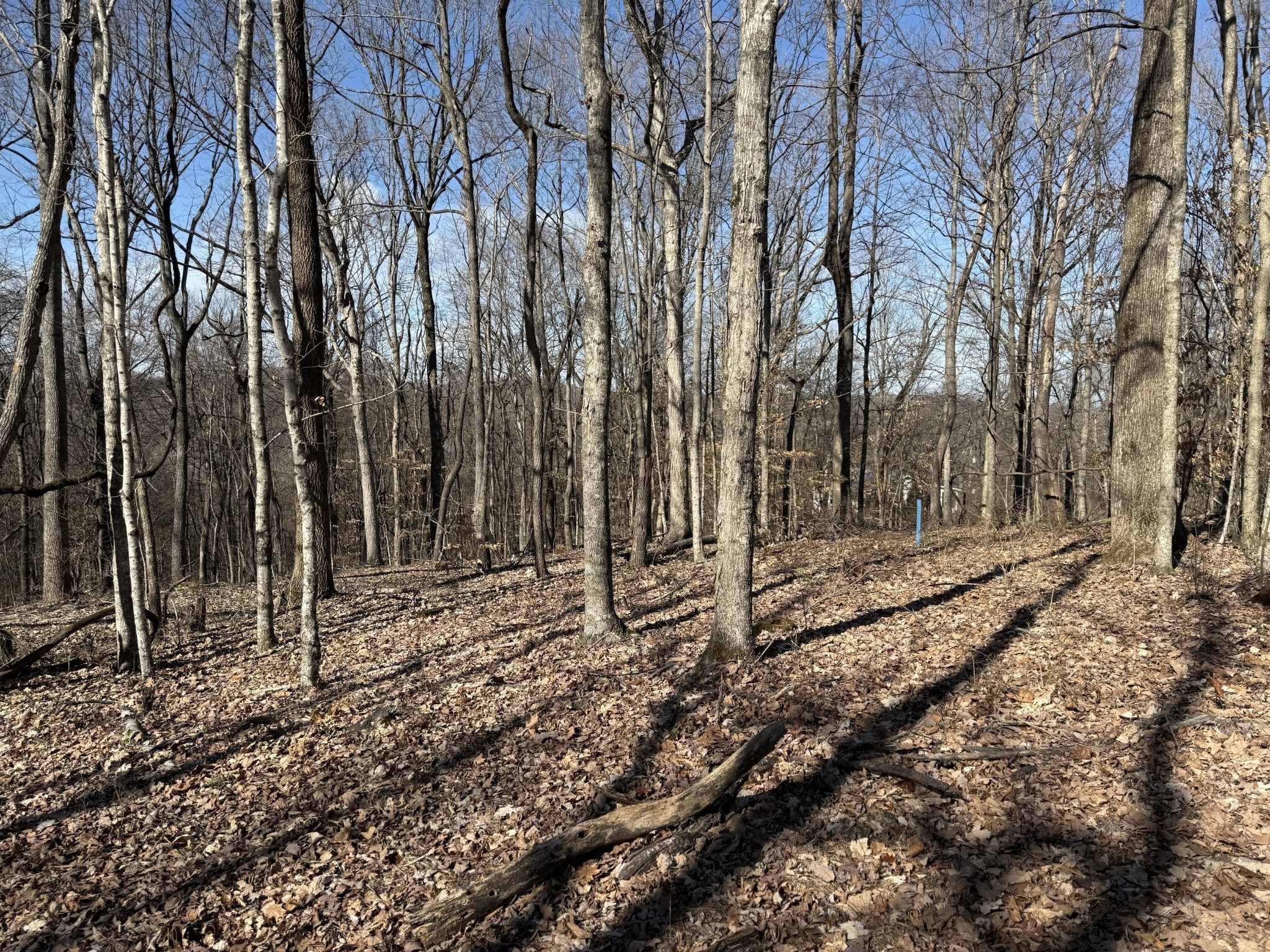 0 Hester Beasley Road Nashville, TN 37221 - Photo 19 of 57 a view of a backyard of the house