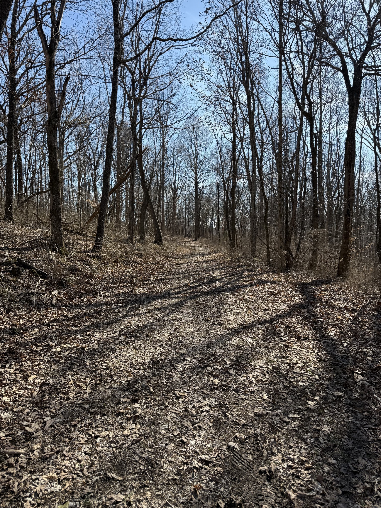 0 Hester Beasley Road Nashville, TN 37221 - Photo 20 of 57 a view of a yard with trees