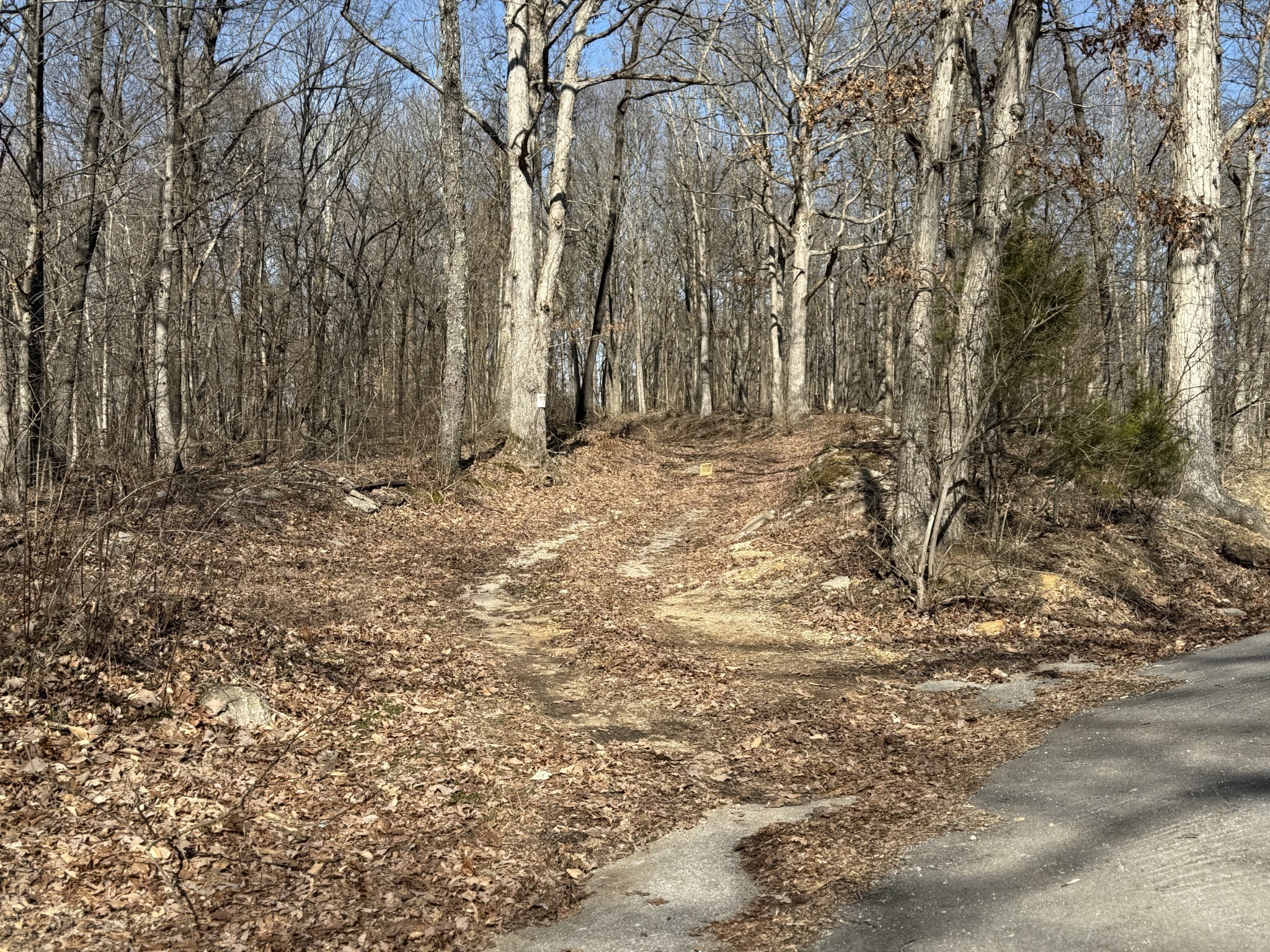 0 Hester Beasley Road Nashville, TN 37221 - Photo 31 of 57 a view of a yard with large trees