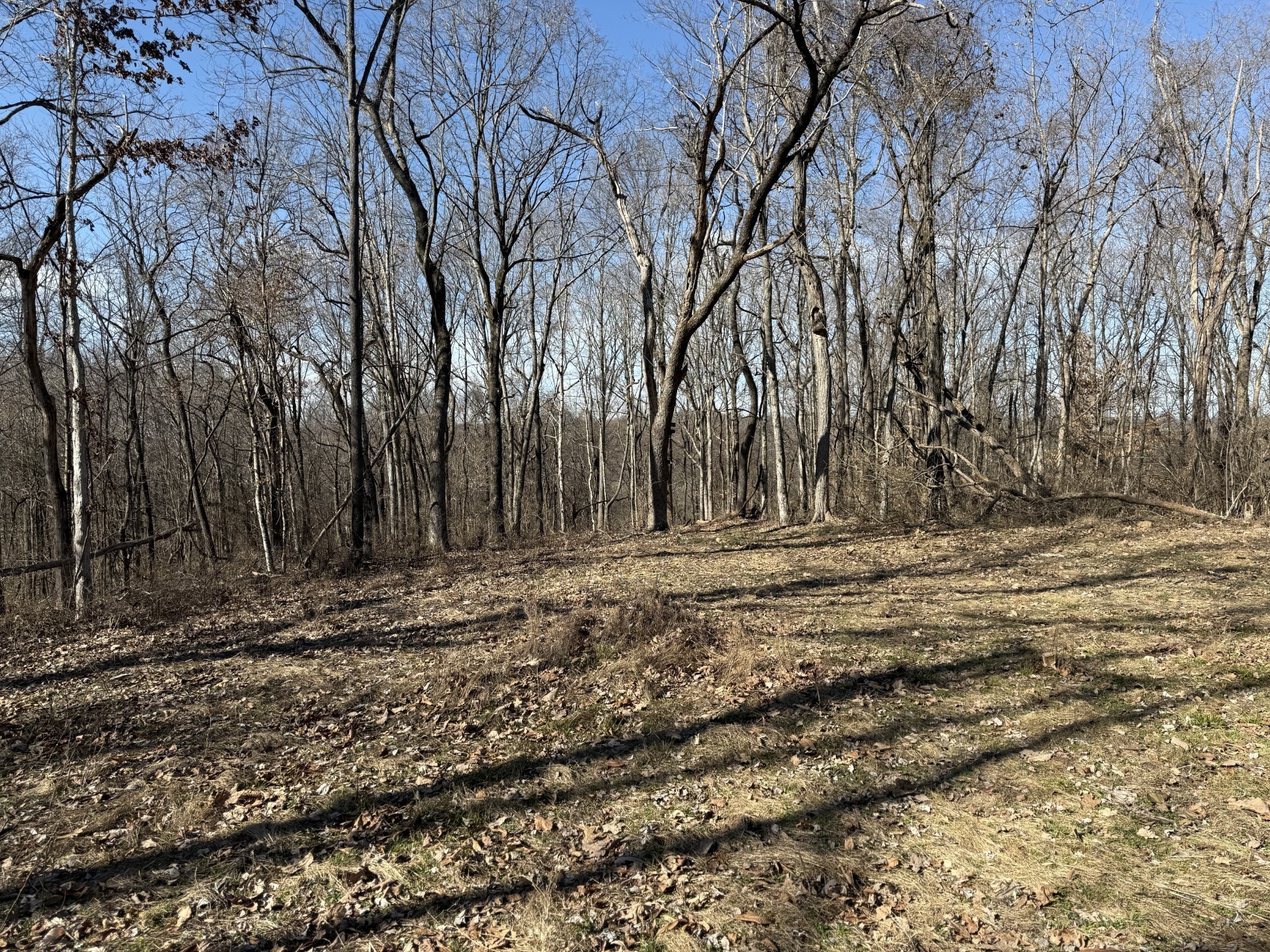 0 Hester Beasley Road Nashville, TN 37221 - Photo 4 of 57 a view of a yard with trees