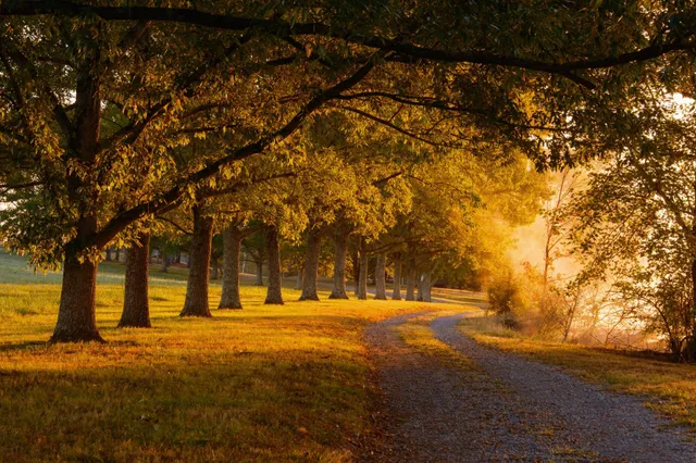 a view of yard with trees