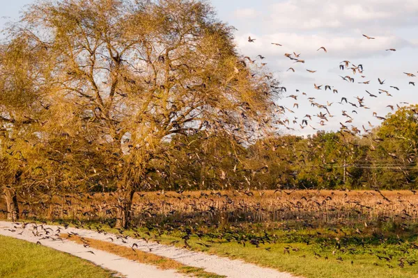 a view of a lake with a city