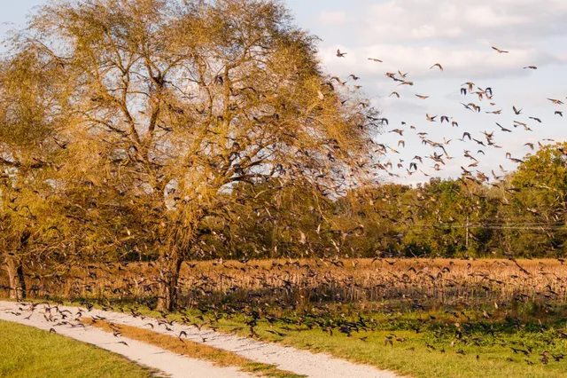 a view of a lake with a city