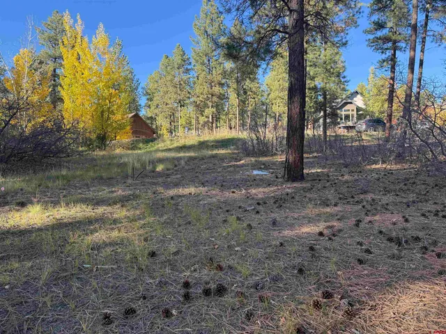 a view of a yard with trees