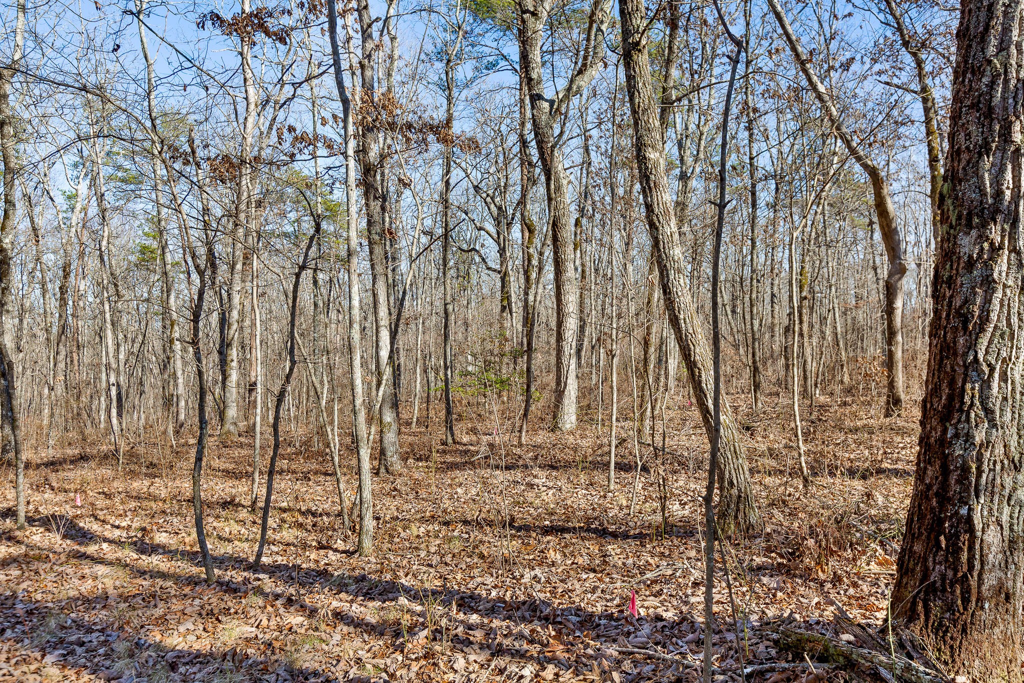 1824 Vandergriff Road Signal Mountain, TN 37377 - Photo 7 of 34 Gallery Image 7