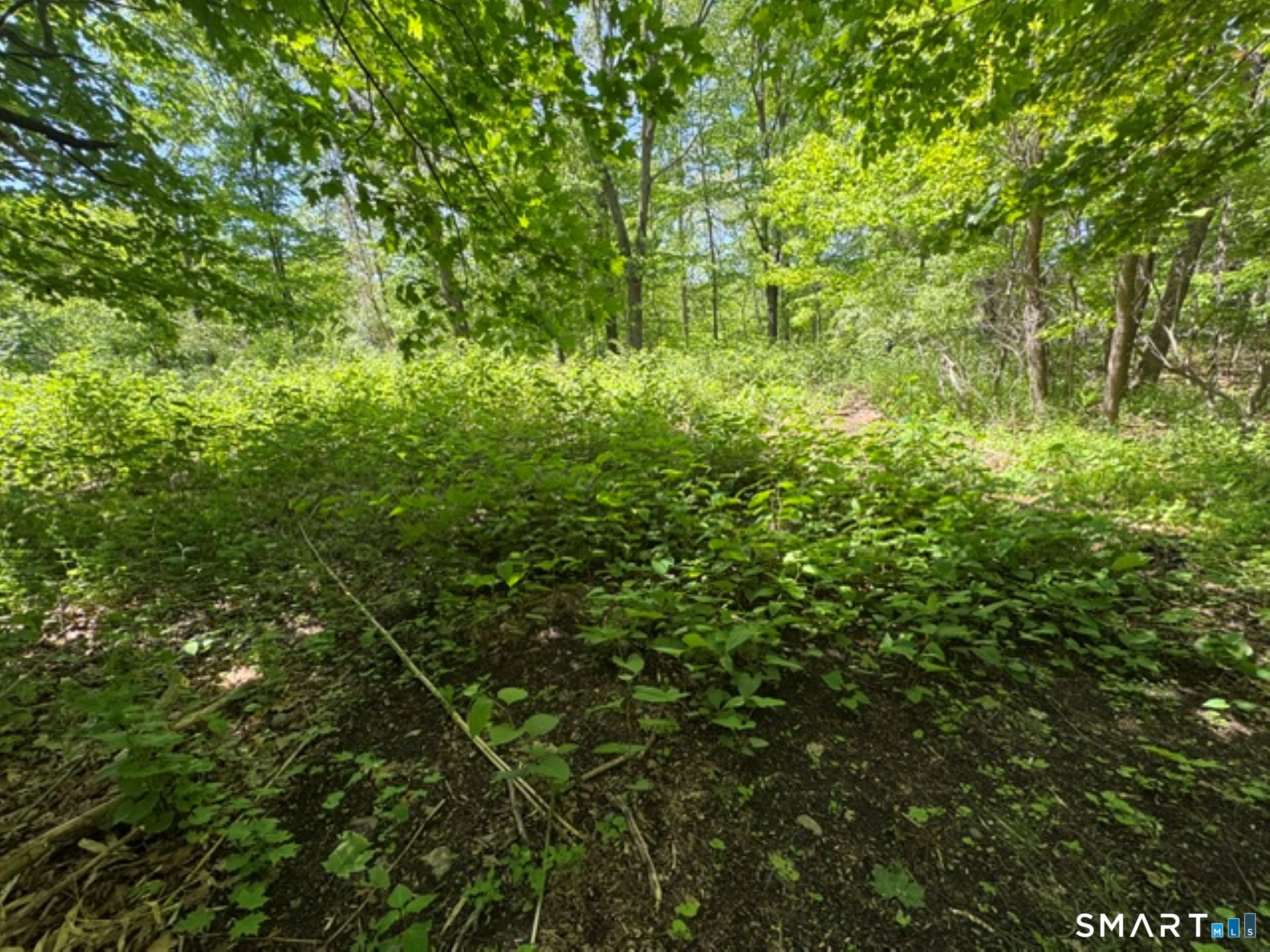 0 Wooster Street Naugatuck, CT 06770 - Photo 6 of 9 a view of a lush green forest