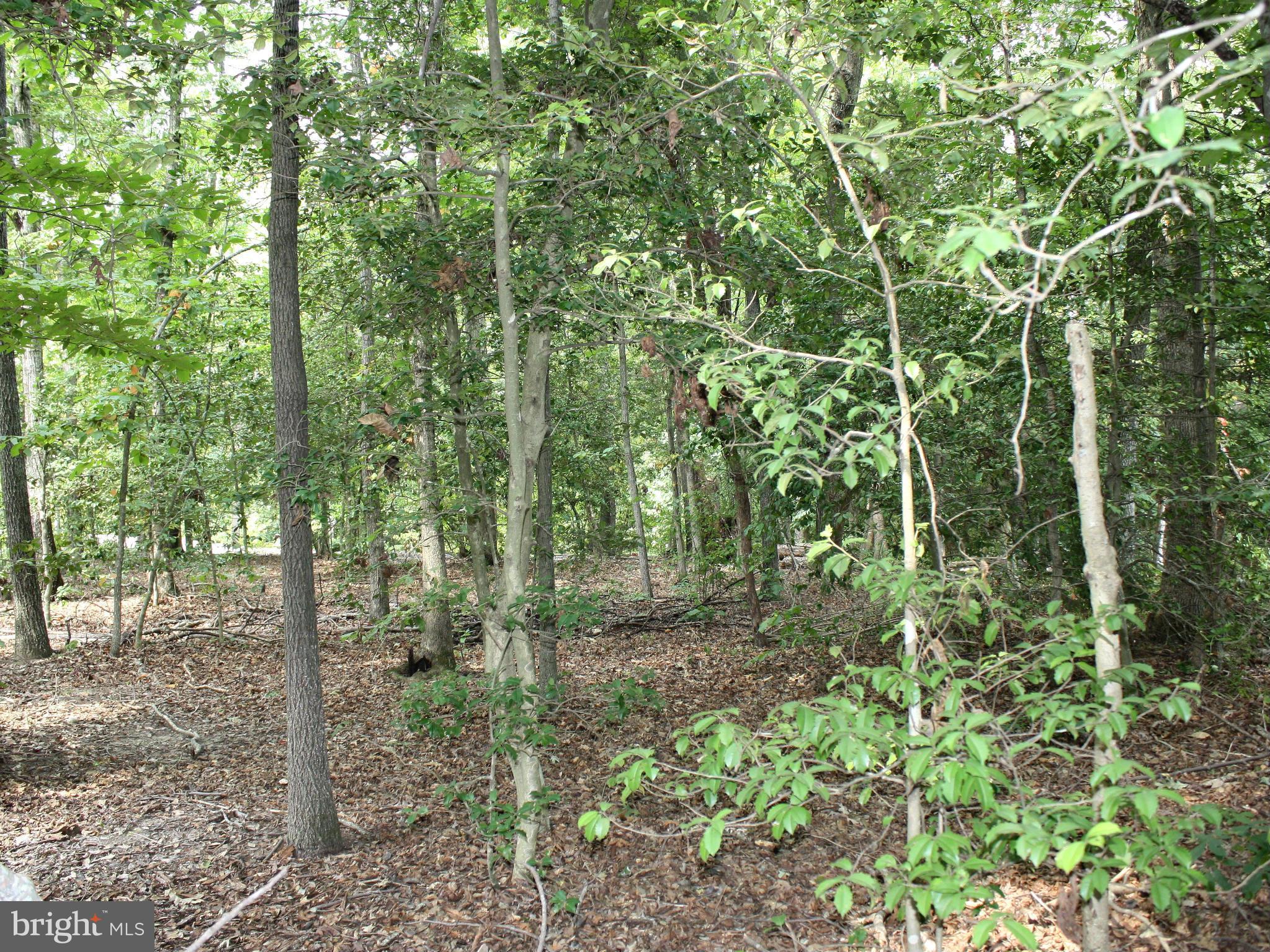9632 Leavells Road Fredericksburg, VA 22407 - Photo 28 of 28 Wooded Area of Lot