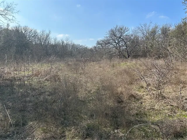 a view of a forest with trees in the background